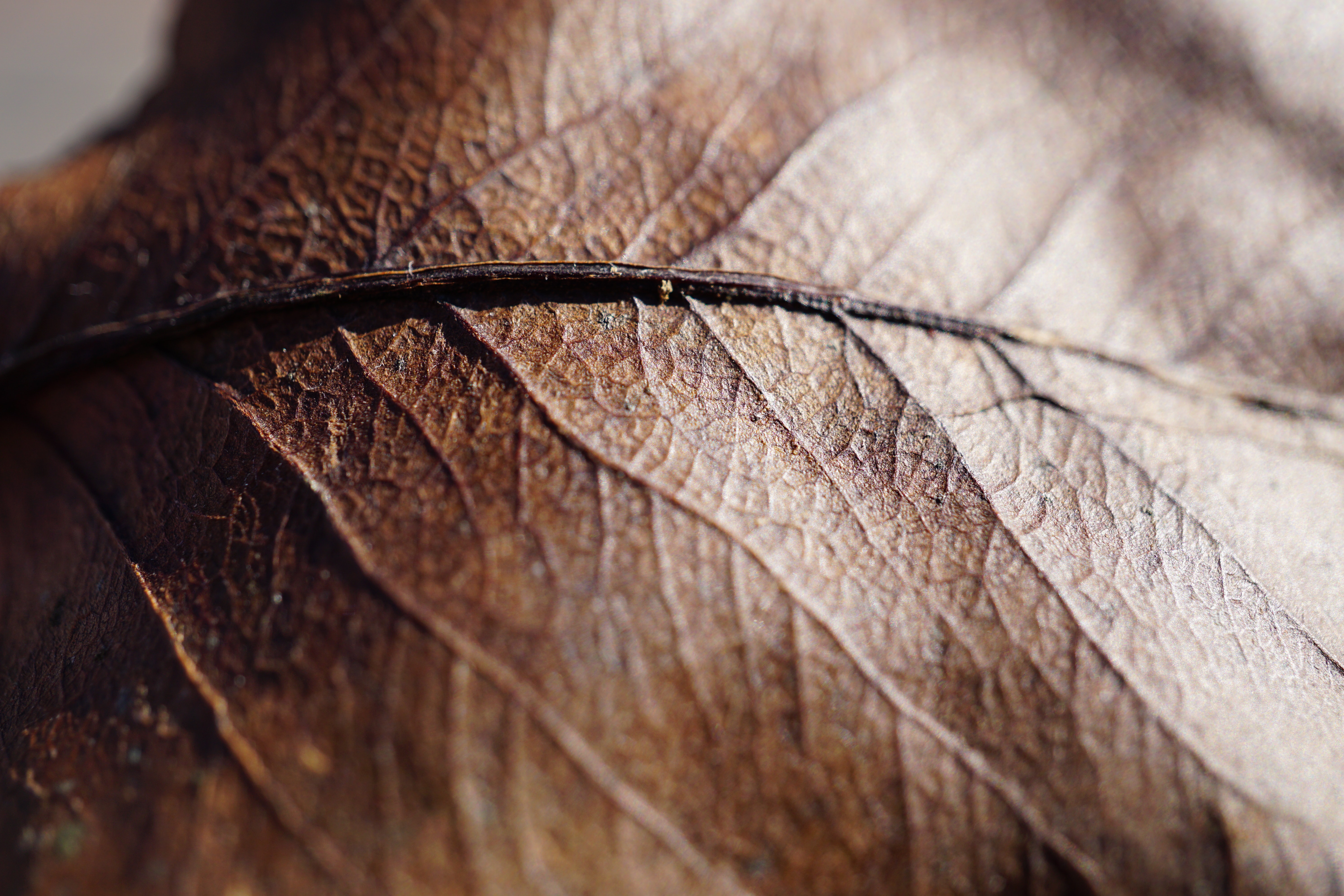 A close up photograph of the texture of a dry leaf.